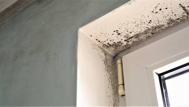 Best Asbestos and Lead Testing During Mold Inspection  in Elk Creek, KY