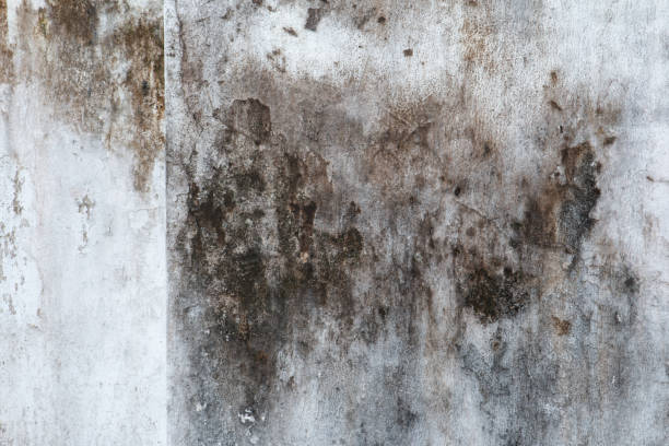 Best Mold Damage Restoration  in Elk Creek, KY