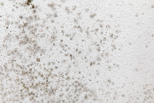 Best Comprehensive Air Testing for Mold Contaminants  in Elk Creek, KY