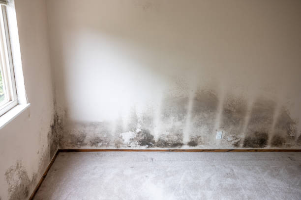 Mold Documentation for Insurance Claims in Elk Creek, KY