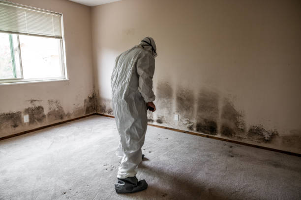 Best Water Damage & Mold Remediation  in Elk Creek, KY