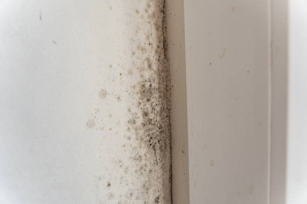 Best Real Estate Mold Inspection  in Elk Creek, KY
